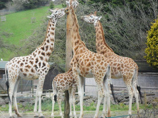 Paignton Zoo Environmental Park